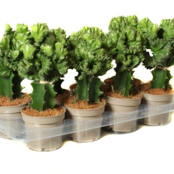 Euphorbia frankiana 12 cm