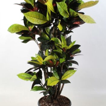 Codiaeum Iceton vertakt 24 cm
