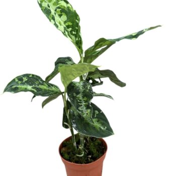 Aglaonema Tricolor