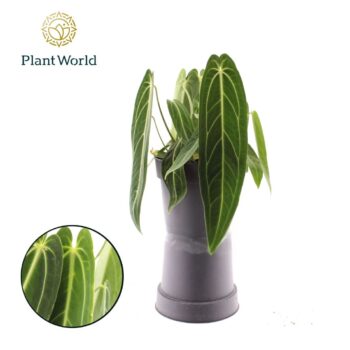 Anthurium Warocqueanum