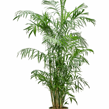 Chamaedorea seifrizii Bush