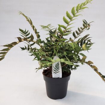 Cyrtomium fortunei var. Clivicola