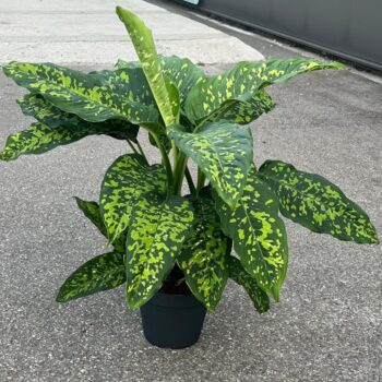 Dieffenbachia Cheetah 30cm