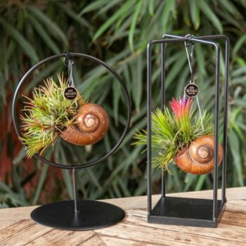 Tillandsia Shelly Cube/Ring mix (Small)