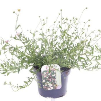 Erigeron karvinskianus Bl�tenmeer