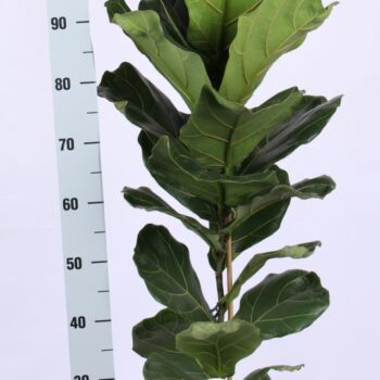 Ficus Lyrata, 1pp SOLO