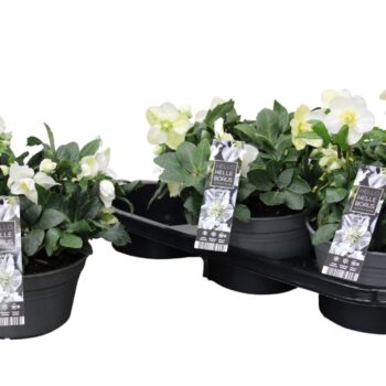 Helleborus niger 'Christmas Carol' P19 (Schaal) (XL)