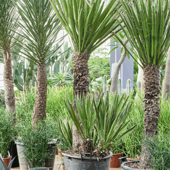 Yucca carnerosana Multi stem