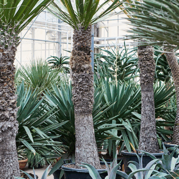 Yucca carnerosana Stem