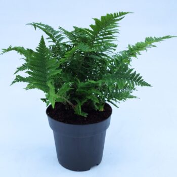 Dryopteris affinis 'Crispa'