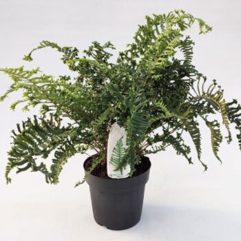 Dryopteris affinis 'Cristata the King'