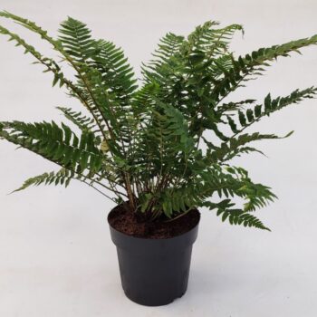 Dryopteris atrata