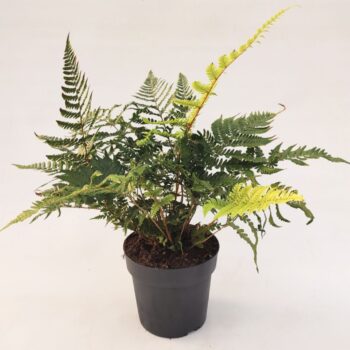 Dryopteris championii