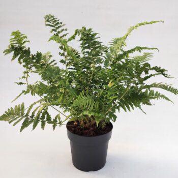 Dryopteris filix-mas