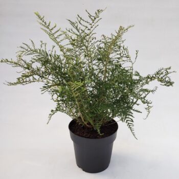 Dryopteris filix-mas 'Lin. Polydactyla'