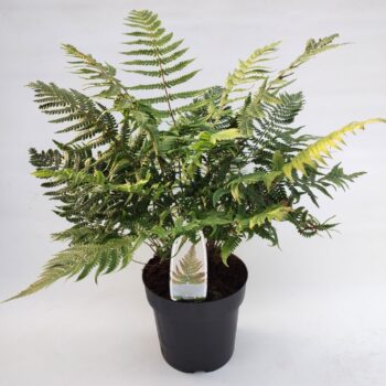 Dryopteris Lepidopoda