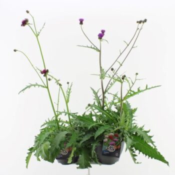 Cirsium rivulare Mix