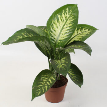 Dieffenbachia Tropic Snow 15 cm