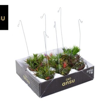 Tillandsia Shelly Hang (Los)