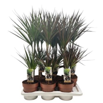 Dracaena 30-15 mixtray (2-soort)