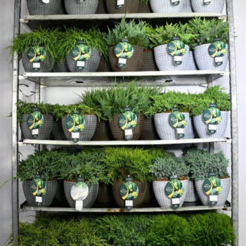 Coniferen gemengd in decopot