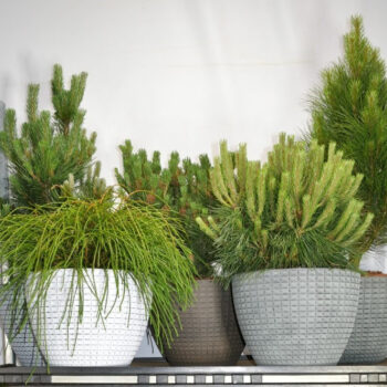 Coniferen gemengd in decopot