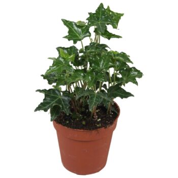 Hedera helix Ivalace