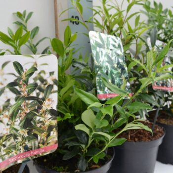 Sarcococca Mix