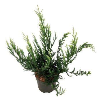 Sequoia sempervirens 'Adpressa'