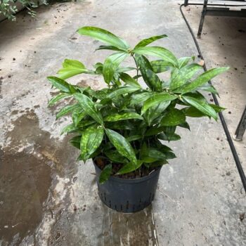 Dracaena surculosa 25/19 h70