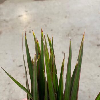Dracaena Marginata p9 met punt