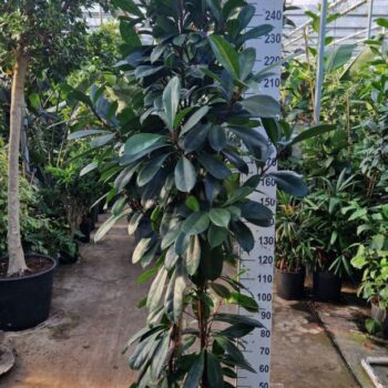 Cyathistipula toef 250