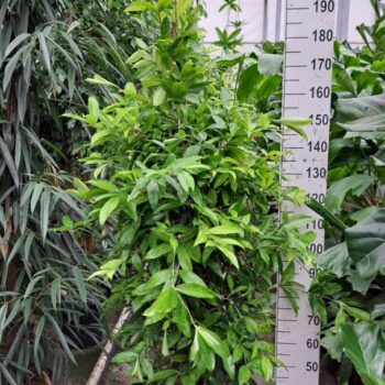 Dracaena Surculosa 210