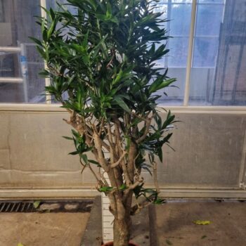Dracaena Reflexa Pleomele 180