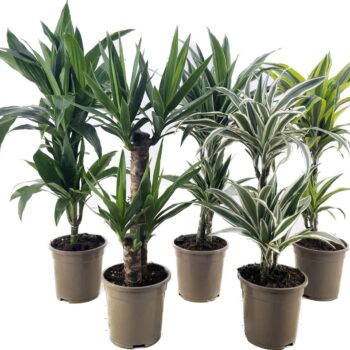 Deremensis + Yucca mix