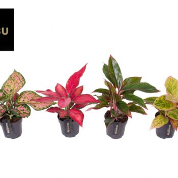 Aglaonema Colour Mix