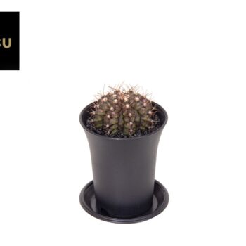 Gymno Cactus 'T-Rex Hybrid'