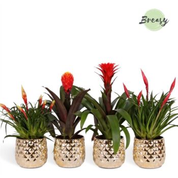 Bromelia Royal Classic Royal Crown