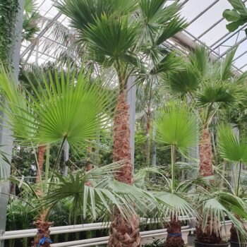 Washingtonia robusta