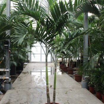 Veitchia merrillii 2pp