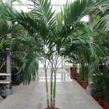 Veitchia merrillii 3pp