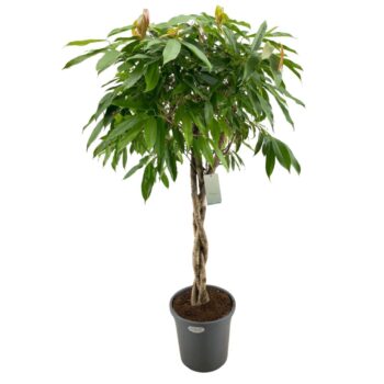 Ficus Binnendijkii Amstel King Gevlochten stam p31