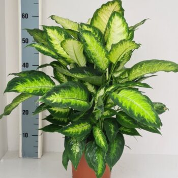 Dieffenbachia Camilla