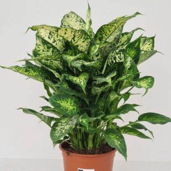Dieffenbachia Compacta