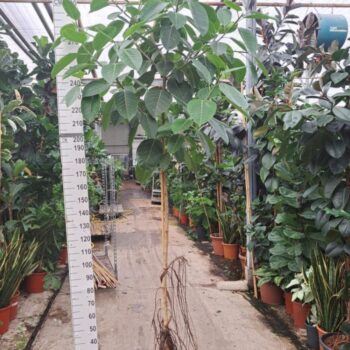 Ficus Altissima stam 300