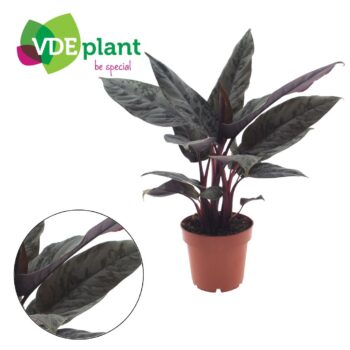 Apoballis Acuminatissima 'Red Sword' 12cm