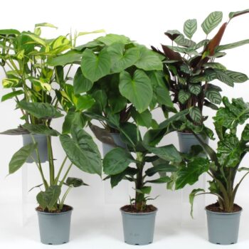 Groen Mix 19cm - Blanco Hoes