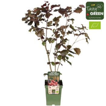 Corylus avellana 'Rode Zellernoot'