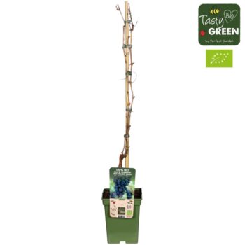Vitis vinifera 'Frankenthaler' Bio P23