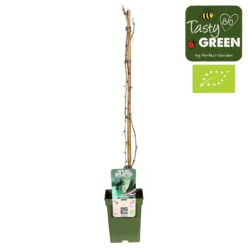 Vitis vinifera 'Müller-Thurgau' Bio P23